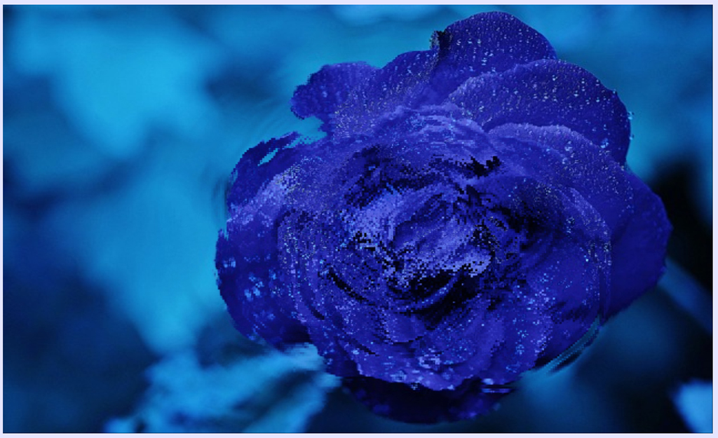 Water Effect On Blue Rose!